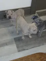 Sand man, a male Chinese Shar-Pei for sale in Rochester, NY – Photo 5 of 7