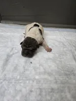 Poka dot , a female Chinese Shar-Pei for sale in Rochester, NY – 5 of 7