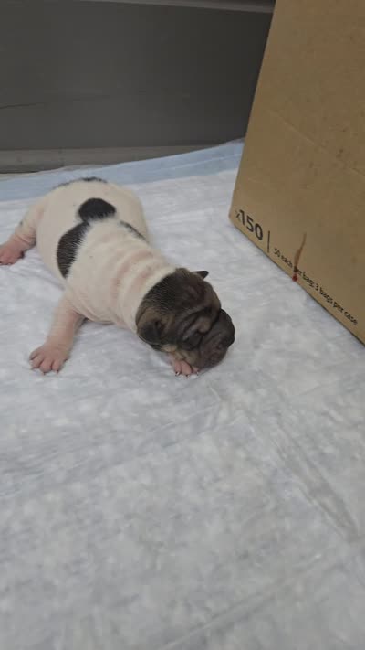 Trident , a male Chinese Shar-Pei for sale in Rochester, NY – 10 of 10