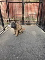 Big mamma , a female Chinese Shar-Pei for sale in Rochester, NY – 5 of 10