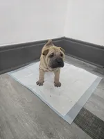 Kookie, a female Chinese Shar-Pei for sale in Rochester, NY – 7 of 8