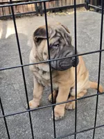 Big mamma , a female Chinese Shar-Pei for sale in Rochester, NY – 3 of 10