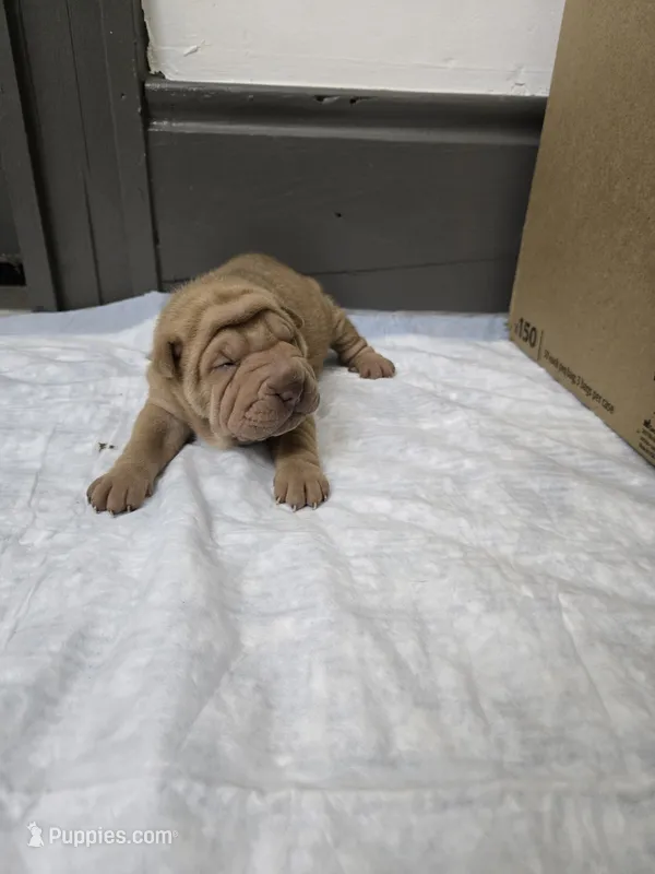 Orange pop – Chinese Shar-Pei puppy for sale in Rochester, NY