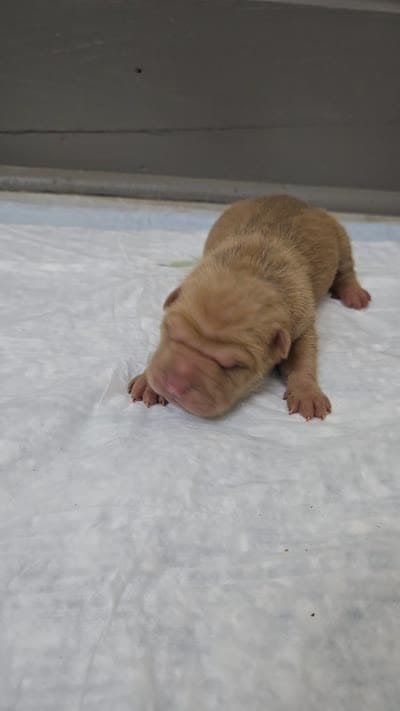 Orange pop, a male Chinese Shar-Pei for sale in Rochester, NY – 7 of 7