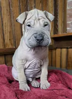 Sand Man, a male Chinese Shar-Pei for sale in Rochester, NY – Photo 6 of 10