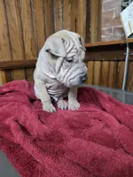 Sand Man, a male Chinese Shar-Pei for sale in Rochester, NY – Photo 8 of 10