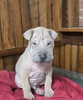 Sand Man, a male Chinese Shar-Pei for sale in Rochester, NY – Photo 4 of 10