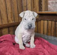 Sand Man, a male Chinese Shar-Pei for sale in Rochester, NY – Photo 7 of 10