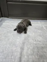 Blueberry pie, a female Chinese Shar-Pei for sale in Rochester, NY – 7 of 9
