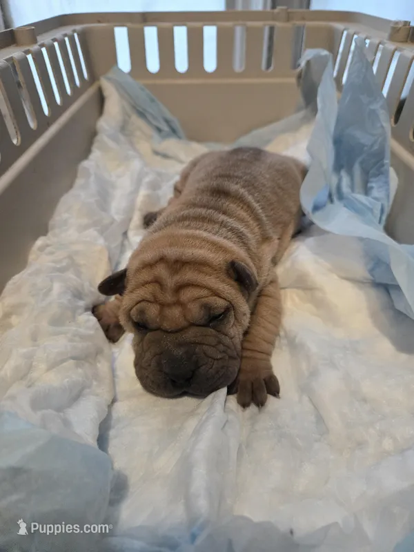 Kookie – Chinese Shar-Pei puppy for sale in Rochester, NY
