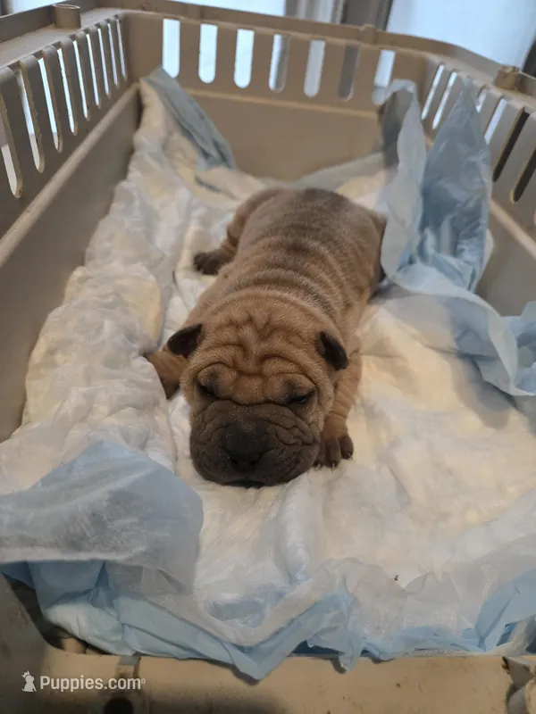 Kookie – Chinese Shar-Pei puppy for sale in Rochester, NY