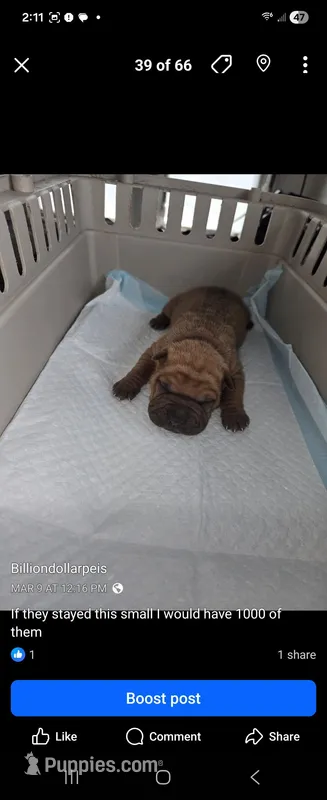 Kookie, a female Chinese Shar-Pei for sale in Rochester, NY – Photo 1 of 1