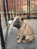 Big mamma , a female Chinese Shar-Pei for sale in Rochester, NY – 7 of 10