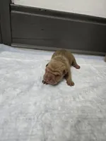 Orange pop, a male Chinese Shar-Pei for sale in Rochester, NY – 3 of 7