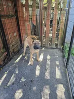 Big mamma , a female Chinese Shar-Pei for sale in Rochester, NY – 9 of 10