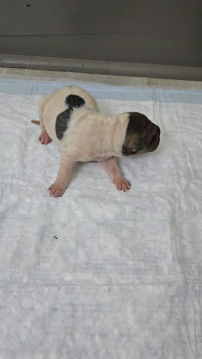 Poka dot , a female Chinese Shar-Pei for sale in Rochester, NY – 7 of 7