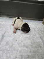 Poka dot , a female Chinese Shar-Pei for sale in Rochester, NY – 2 of 7