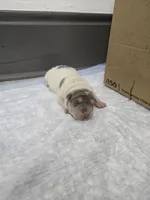 Mrs. Magoo, a female Chinese Shar-Pei for sale in Rochester, NY – 8 of 10