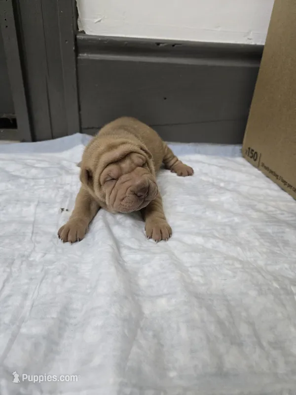 Orange pop – Chinese Shar-Pei puppy for sale in Rochester, NY