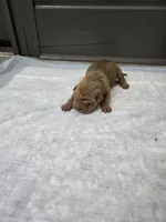 Orange pop, a male Chinese Shar-Pei for sale in Rochester, NY – 6 of 7