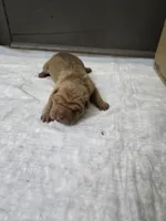 Orange pop, a male Chinese Shar-Pei for sale in Rochester, NY – 2 of 7