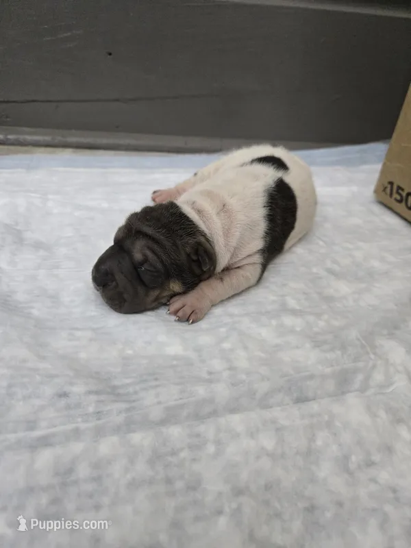 Trident  – Chinese Shar-Pei puppy for sale in Rochester, NY