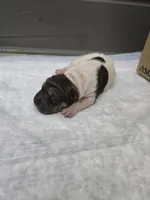Trident , a male Chinese Shar-Pei for sale in Rochester, NY – 4 of 10