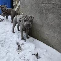 Blueberry, a female Chinese Shar-Pei for sale in Rochester, NY – Photo 4 of 9
