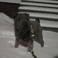 Blueberry, a female Chinese Shar-Pei for sale in Rochester, NY – Photo 7 of 9