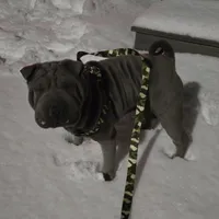 Blueberry, a female Chinese Shar-Pei for sale in Rochester, NY – Photo 8 of 9