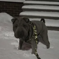 Blueberry, a female Chinese Shar-Pei for sale in Rochester, NY – Photo 6 of 9