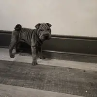 Blueberry, a female Chinese Shar-Pei for sale in Rochester, NY – Photo 1 of 9