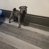 Blueberry, a female Chinese Shar-Pei for sale in Rochester, NY – Photo 2 of 9