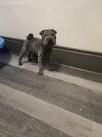 processed/0802b456-99b7-462d-bd14-2364cdf0daac/listing/733104ba-e962-4910-a9fb-af855126a810/6c63ae1f-4b9c-41f6-ac06-65b712055a59