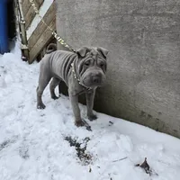 Blueberry, a female Chinese Shar-Pei for sale in Rochester, NY – Photo 3 of 9