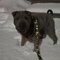 Blueberry, a female Chinese Shar-Pei for sale in Rochester, NY – Photo 9 of 9