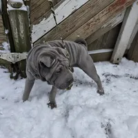 Blueberry, a female Chinese Shar-Pei for sale in Rochester, NY – Photo 5 of 9