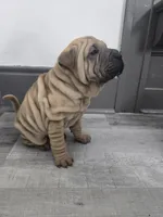 Kookie, a female Chinese Shar-Pei for sale in Rochester, NY – 5 of 8