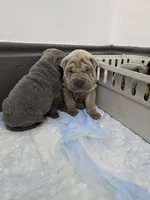 Thunder , a male Chinese Shar-Pei for sale in Rochester, NY – Photo 8 of 9