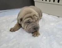 Thunder , a male Chinese Shar-Pei for sale in Rochester, NY – Photo 5 of 9