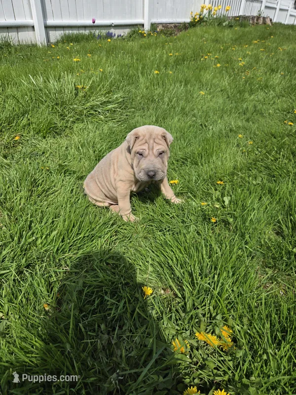 Thunder  – Chinese Shar-Pei puppy for sale in Rochester, NY