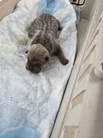 Thunder , a male Chinese Shar-Pei for sale in Rochester, NY – Photo 6 of 9