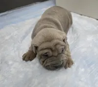 Thunder , a male Chinese Shar-Pei for sale in Rochester, NY – Photo 4 of 9