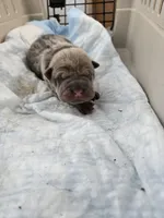 Thunder , a male Chinese Shar-Pei for sale in Rochester, NY – Photo 3 of 9