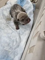 Thunder , a male Chinese Shar-Pei for sale in Rochester, NY – Photo 7 of 9