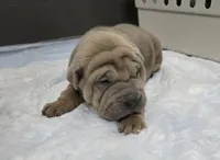 Thunder , a male Chinese Shar-Pei for sale in Rochester, NY – Photo 2 of 9