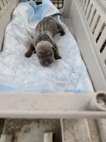 Thunder , a male Chinese Shar-Pei for sale in Rochester, NY – Photo 9 of 9