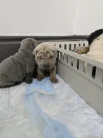 Thunder , a male Chinese Shar-Pei for sale in Rochester, NY – Photo 7 of 9