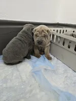 Thunder , a male Chinese Shar-Pei for sale in Rochester, NY – Photo 9 of 9