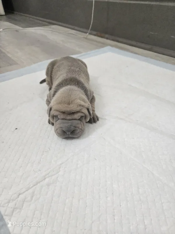 Thunder  – Chinese Shar-Pei puppy for sale in Rochester, NY
